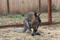 Wallaby